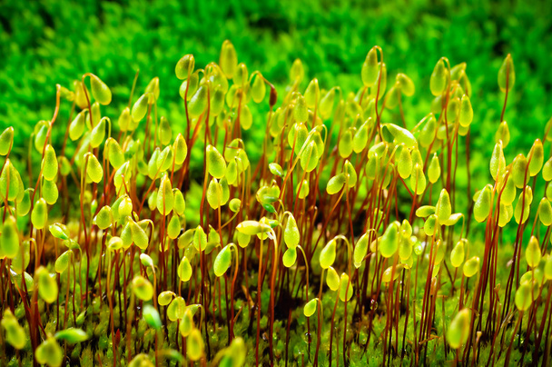 Wet green moss growing in the spring - Photo, Image