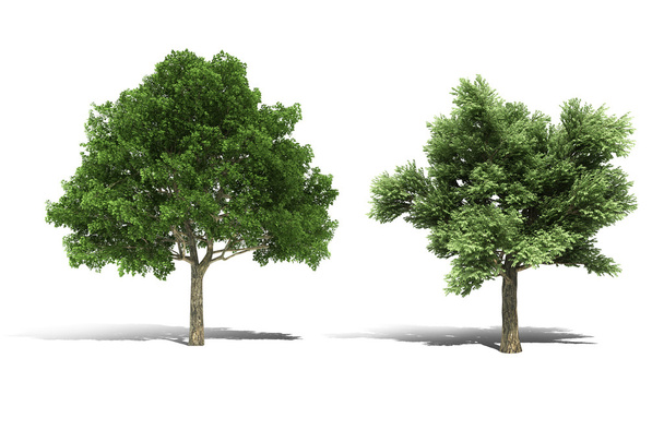 3d tree render on white background - Photo, Image