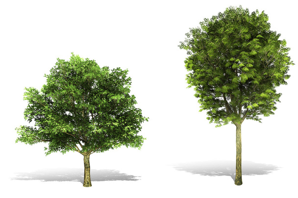3d puun renderöinti valkoisella pohjalla
 - Valokuva, kuva