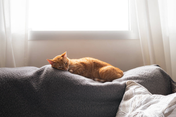 Коричневая кошка спит на сером диване у окна - Фото, изображение