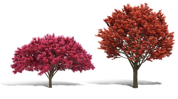 3D ağaç beyaz arka plan üzerinde render - Fotoğraf, Görsel