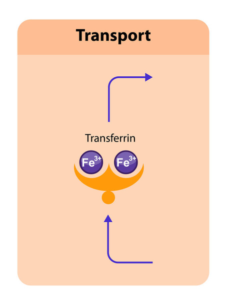 A transferrina, glicoproteína plasmática sanguínea que se liga e transporta ferro por todo o corpo, desempenha um papel crucial na homeostase do ferro. Gráfico 2d, ilustração - Foto, Imagem