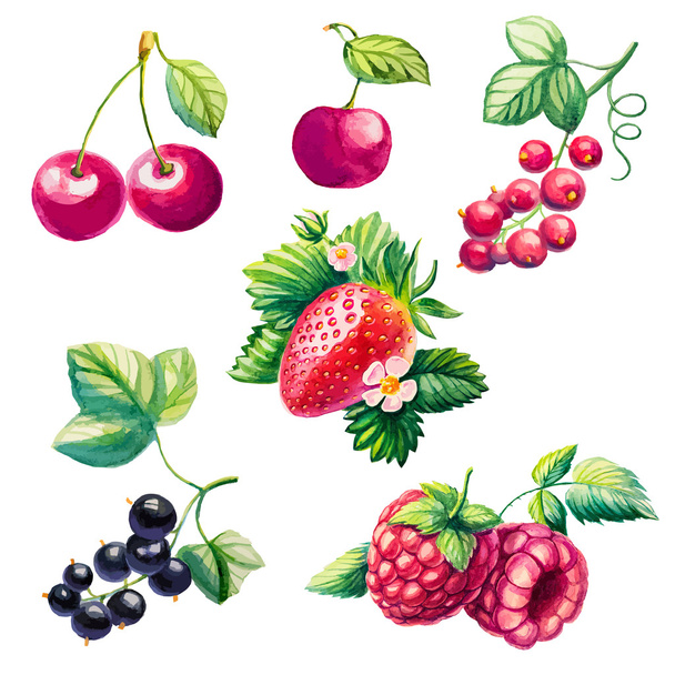 berries set - Vector, Image