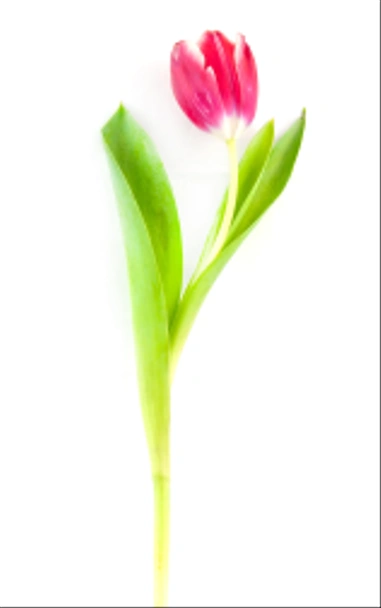 Tulipa rosa
 - Foto, Imagem
