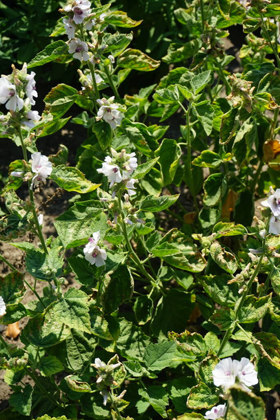 Az Althaea officinalis júliusban virágzik. Az Althaea officinalis, a mályvacukor vagy a mályvacukor a Malvaceae családba tartozó virágzó növény. Potsdam, Németország  - Fotó, kép