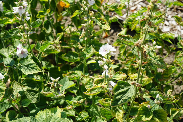 Az Althaea officinalis júliusban virágzik. Az Althaea officinalis, a mályvacukor vagy a mályvacukor a Malvaceae családba tartozó virágzó növény. Potsdam, Németország  - Fotó, kép