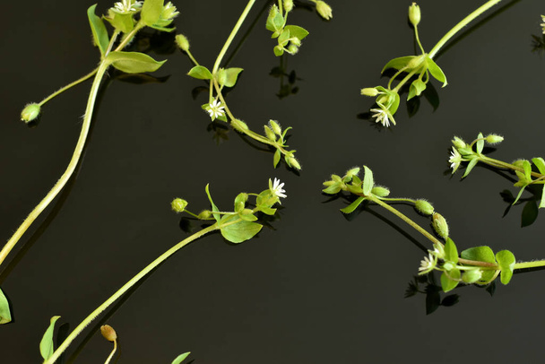 Tiges, feuilles et fleurs de l'herbe Stellaria media sur fond noir. - Photo, image