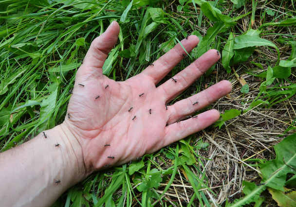 человек с черными муравьями выше, что укус и жало и вызывают покалывание и дискомфорт для человека - Фото, изображение