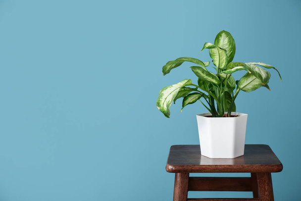 Green houseplant on stool near blue wall - Photo, Image
