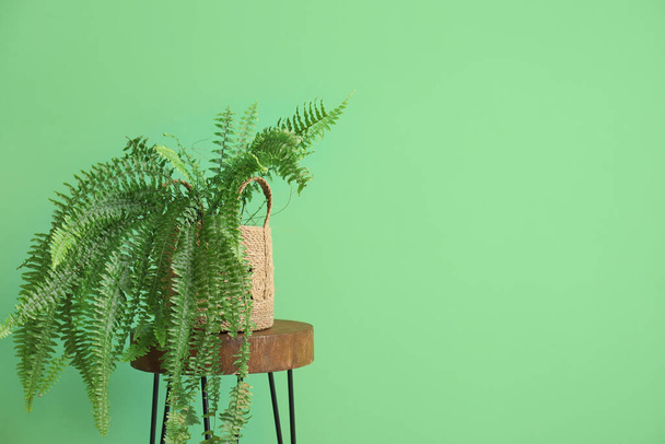 Woonplant op tafel bij groene muur - Foto, afbeelding