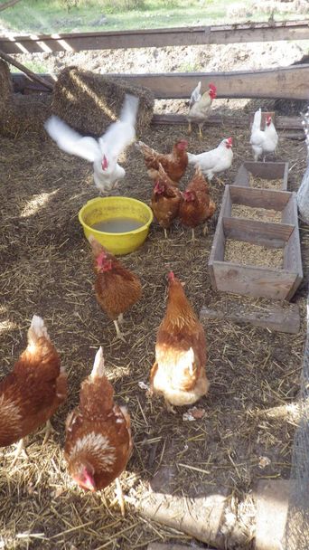 pollo de criadero libre como parte de la conservación apropiada de la especie - Foto, Imagen