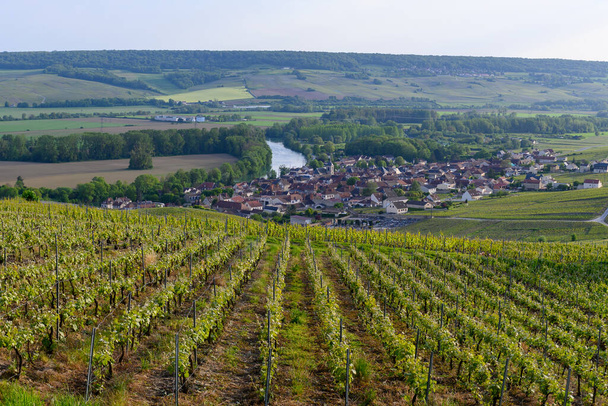 Panoramatický pohled na zelené premier cru šampaňské vinice a řeku Marne v obci Cumieres poblíž Epernay, Champange, Francie - Fotografie, Obrázek
