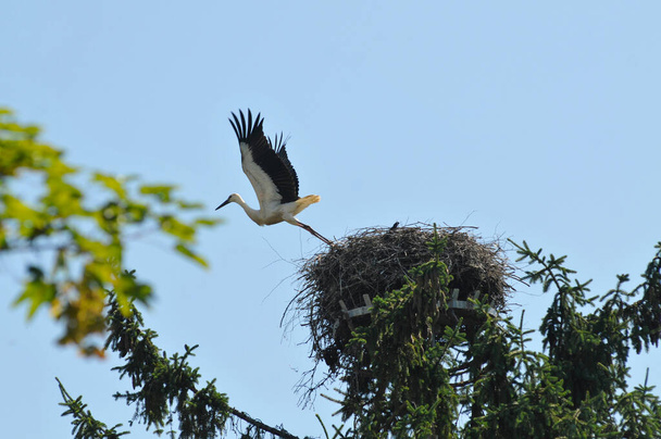 a stork in a nest, brooding of the young birds - Foto, afbeelding
