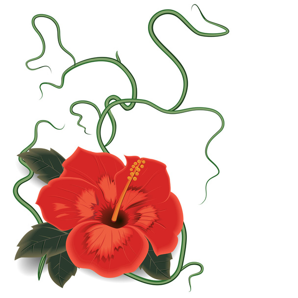 Ιβίσκος, λουλούδια διάνυσμα - Διάνυσμα, εικόνα