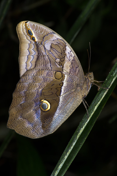 Purple Mort Bleu Butterfly (eryphanis polyxena) - Photo, Image