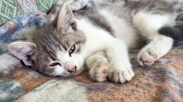 Gatinho cinza e branco bonito está em um cobertor e lentamente adormece. Bonitos animais de estimação. O conceito de saúde para animais de estimação - Filmagem, Vídeo