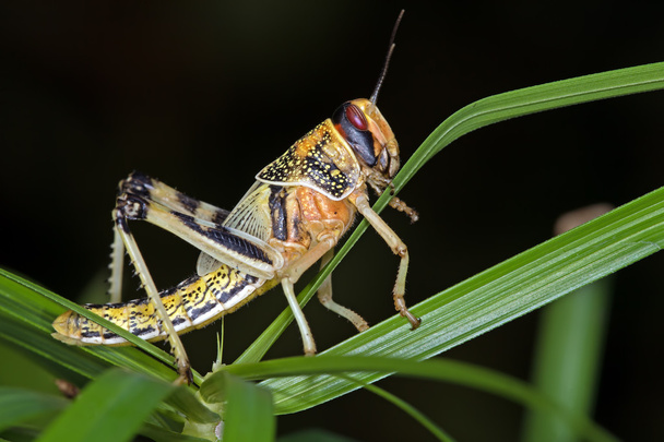Desert Locust (Schistocerca Gregaria) - Photo, Image