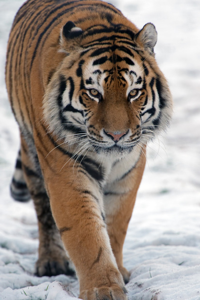 Tigre siberiano (PANTHERA TIGRIS ALTAICA) - Foto, imagen