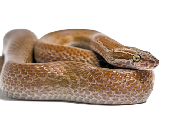 Ακρωτήριο σπίτι φίδι (Boaedon Capensis) - Φωτογραφία, εικόνα