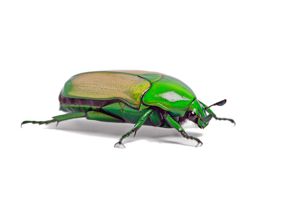 Escarabajo Joya Africana (Chlorocala Africana
) - Foto, imagen