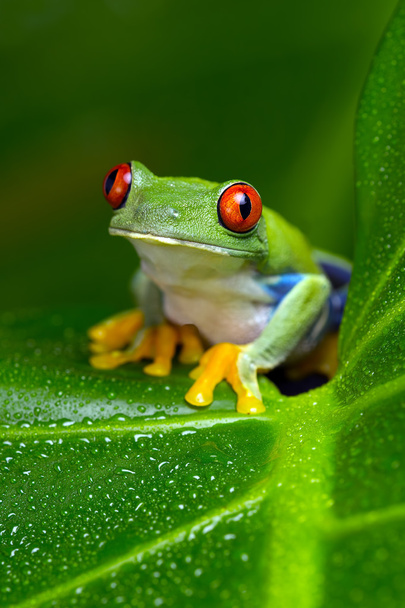 Червоні очі Amazon деревна жаба (Agalychnis Callidryas) - Фото, зображення