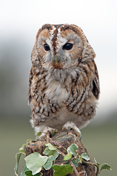 Tawny Owl (Strix Aluco) - Photo, Image