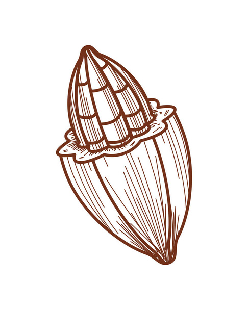 Ikone der Kakaobohne isoliert - Vektor, Bild