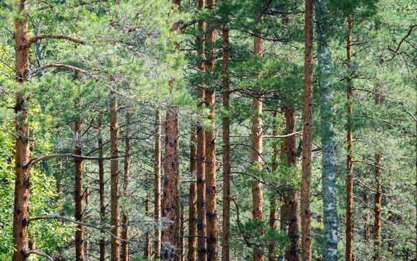 Krásné kmeny borového lesa, slunečný den, vybrané zaměření - Fotografie, Obrázek
