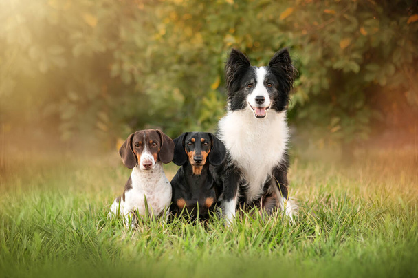 three dogs in nature, a beautiful portrait of pets, border collie and dachshund friends - Photo, Image