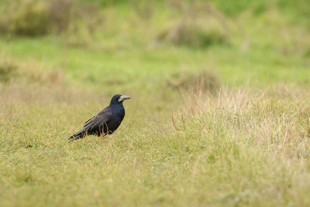 Rook (Corvus frugilegus) un grande uccello nero con un becco massiccio siede sull'erba e cerca cibo. - Foto, immagini