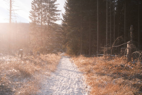 красивый зимний пейзаж с деревьями в лесу - Фото, изображение