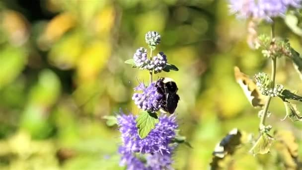 Pohyb fialové květiny a včely - Záběry, video
