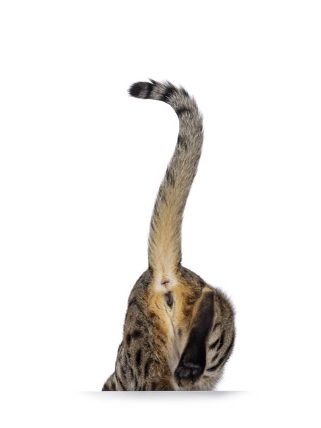 Gorgeous F6 Savannah cat, walking away from camera showing butt. No face. Isolated on a white background. - Photo, image