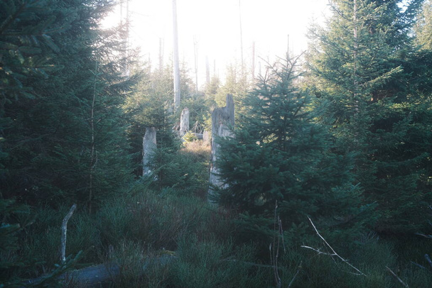 krásný výhled na les s mrtvými stromy - Fotografie, Obrázek