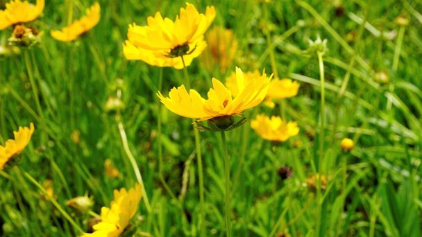 Zbliżenie pięknych żółtych kwiatów Coreopsis lanceolata znany również jako ogród, rdzenie piasku, liści lancy tickseed itp. Zauważono w ogrodach kodaikanal. - Zdjęcie, obraz