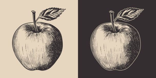 Set of vintage retro woodcut linocut engraving gravure sketch apple. Can be used like emblem, logo. mark, poster or print. Monochrome Graphic Art. Vector. Hand drawn element in antique style.	 - ベクター画像