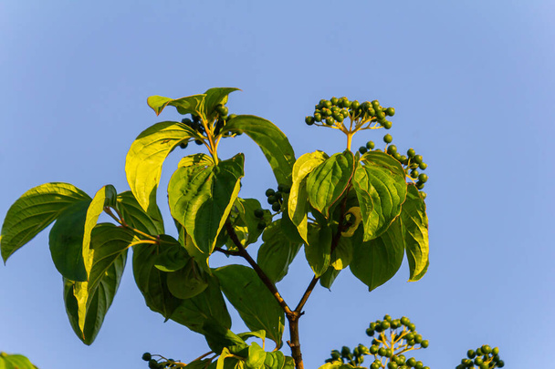 Dogwood berries - Cornus sanguinea Calcareous scrub bush. - Foto, afbeelding