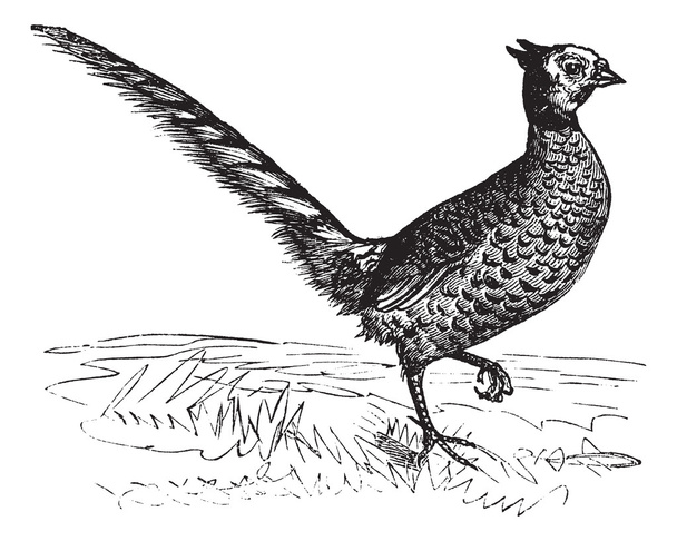 Common Pheasant or Phasianus colchicus, vintage engraving - Vector, Image