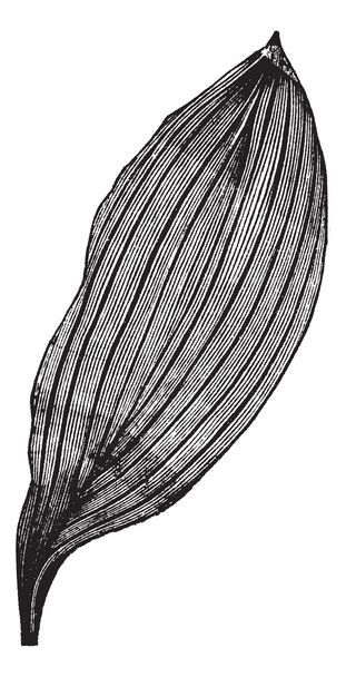 Rinnakkaissuoninen Leaf, vintage kaiverrus
 - Vektori, kuva