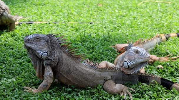 Yeşil çimenlerde güneşlenen bir çift iguana, nesli tükenmekte olan türler. - Video, Çekim