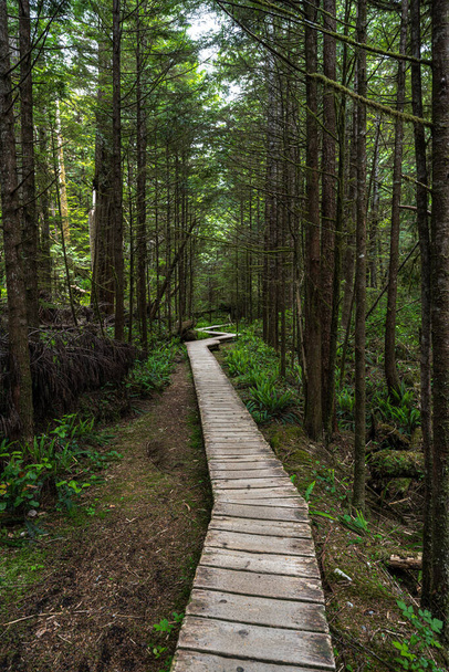 Esőerdő ösvény a Csendes-óceán peremén Nemzeti Park Vancouver Island, Kanada - Fotó, kép