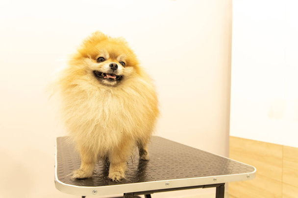 Pomorski Spitz uśmiechnięty portret psa domowego w salonie pielęgnacyjnym po goleniu i praniu - Zdjęcie, obraz