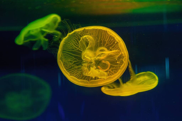 подводная съемка красивой Аурелии Ауриты вблизи - Фото, изображение