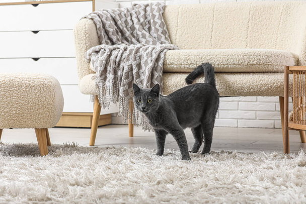 Söpö brittiläinen kissa matolla olohuoneessa kotona - Valokuva, kuva