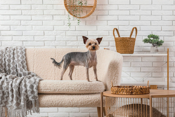 Χαριτωμένο μικρό Γιορκσάιρ τεριέ σκυλί κάθεται στον καναπέ στο σπίτι - Φωτογραφία, εικόνα