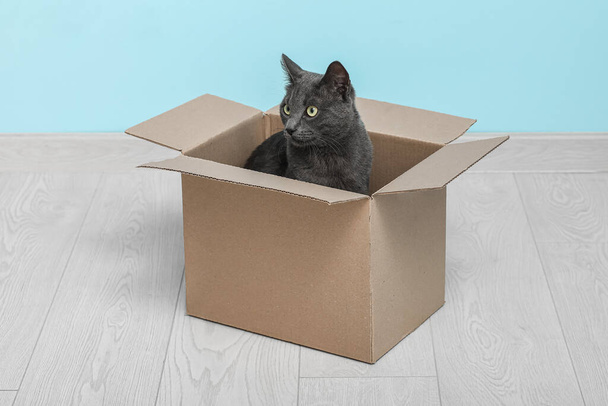 Şirin İngiliz kedisi mavi duvarın yanındaki kutuda oturuyor. - Fotoğraf, Görsel