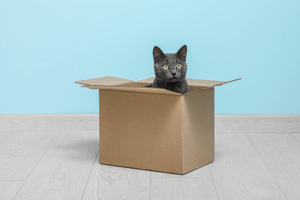 Aranyos brit macska ül dobozban padlón közel kék fal - Fotó, kép