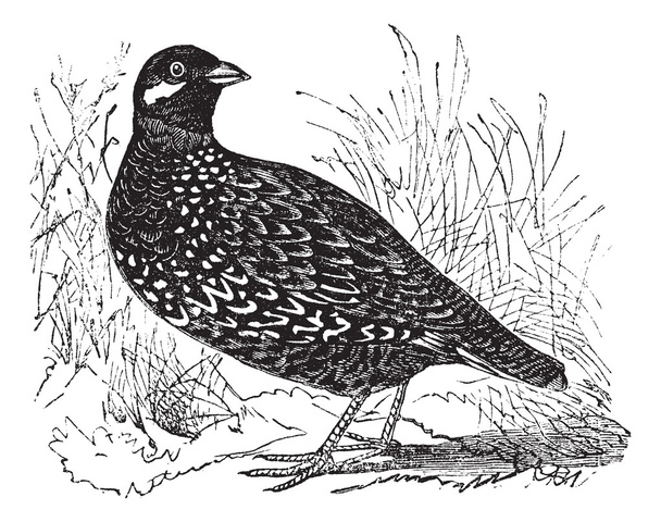 Black Francolin or Francolinus francolinus, gamebird, vintage e - Vector, Image