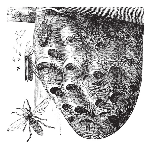 Винтажная гравировка шершней и осиного гнезда
 - Вектор,изображение