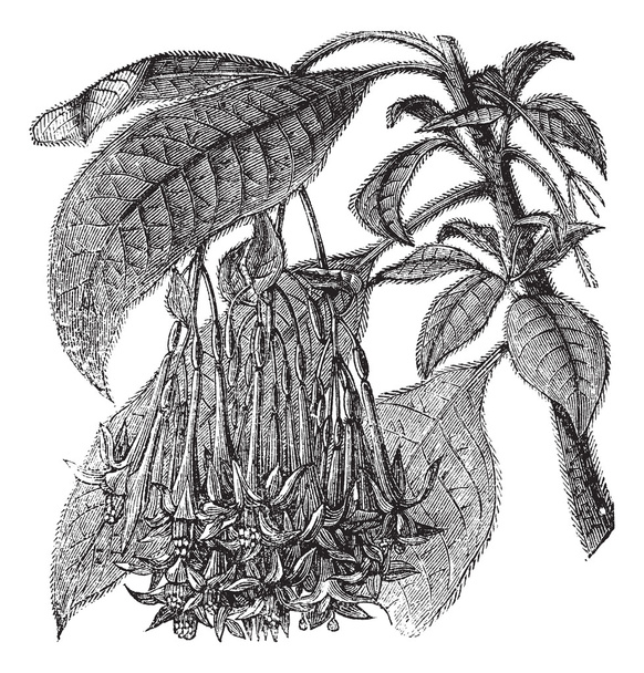 Fuchsia corymbiflora vuosikerta kaiverrus
 - Vektori, kuva